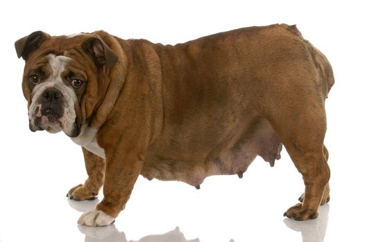 english bulldog - lactating female standing on white background
