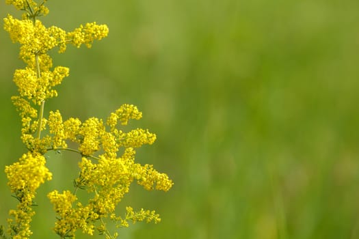 summer background with very shallow focus and yellow plant