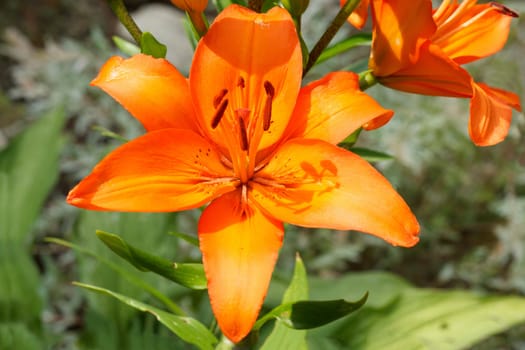 Close up detail of flowering orange lily