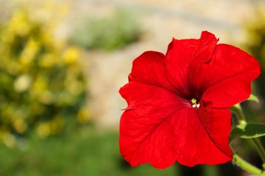 Red flower Petunia Surfinia Vein in garden