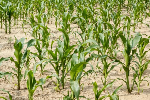 A green field of corn growing up