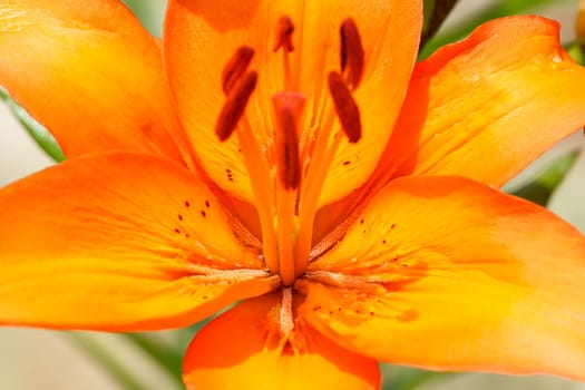 Close up detail of flowering orange lily