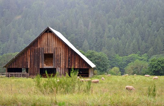 Wooden barn and grazing sheep in meadow