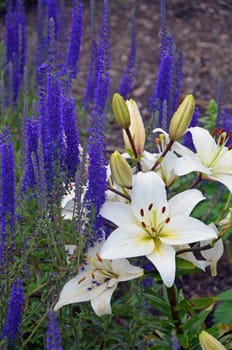 Fragrant white lily and blue salvia flowers