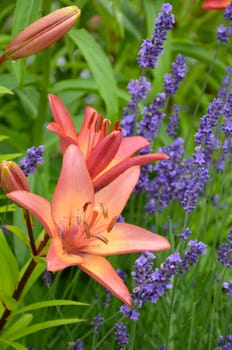 Orange lily and blue salvia flowers in full bloom