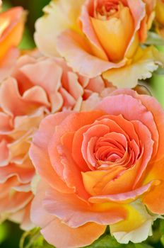Orange hybrid tea rose in full bloom