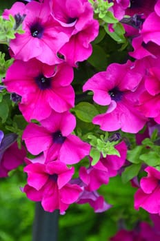 Beautiful pink petunias in full bloom