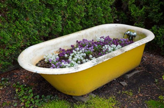 Old tub filled with purple and white flowers