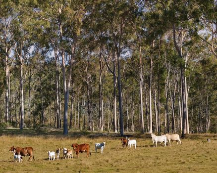 Australian Rural Scene Gum Trees and Beef Cattle Cows