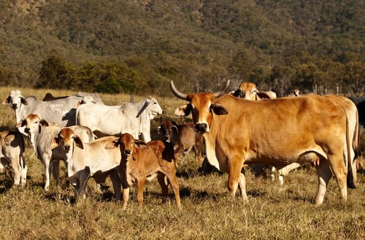 Beef Cattle Cow with Horns and cattle herd with calfs