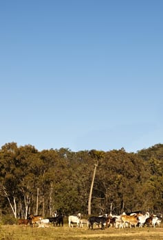 Australian Beef Cattle with Blue Sky copy space