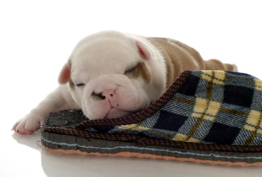 english bulldog puppy sleeping with slipper - three weeks old