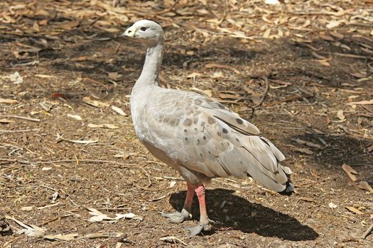 Cape Barren Goose, photo was taken on Kangaroo Island, Australia