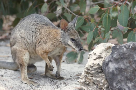 Tammar Wallaby, Kangaroo Island, South Australia