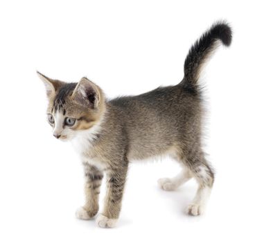 One short haired baby cat on white background