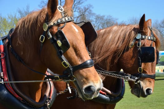 Pair of suffolk punches