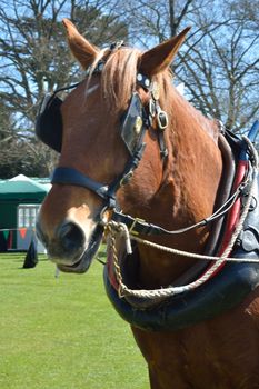 head of suffolk punch