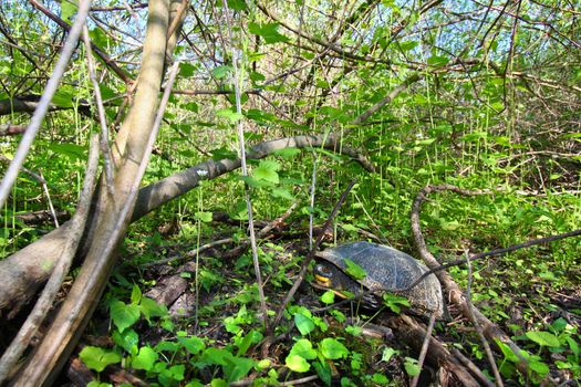 Blandings Turtle (Emydoidea blandingii) resting on land in northern Illinois.