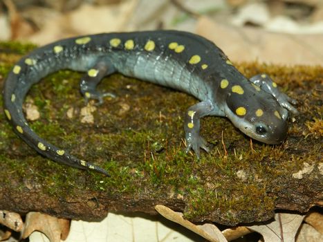 Spotted Salamander (Ambystoma maculatum) on a log in the Midwest United States.