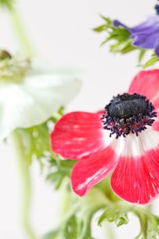 anemone flowers