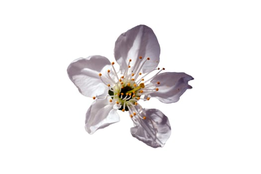 A general view of a spring flower with white petals, isolated on white background