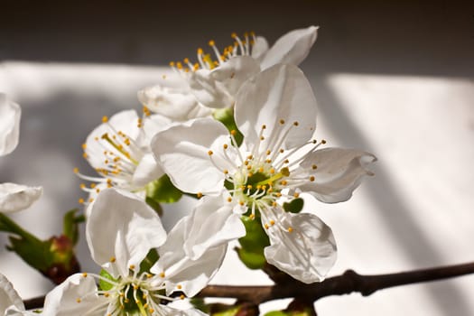 A general view of a spring flower with white petals closeup