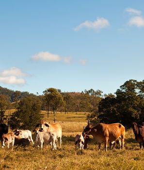 Australian Beef Cattle with calves in rural Queensland