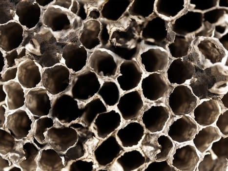Old Natural Texture Background Paper Wasp Nest Hive