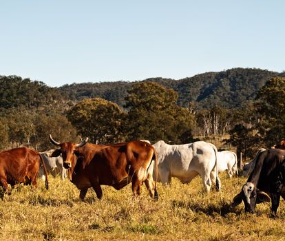 Horned Cow in Cattle  Pasture Country in Australia