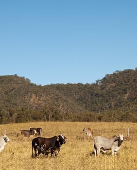 Brahman Cows and sky portrait view Australian pastoral scene