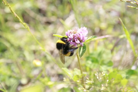 Bumblebee sitting on a clover blossom