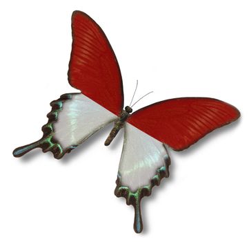 Indonesia flag on butterfly isolated on white