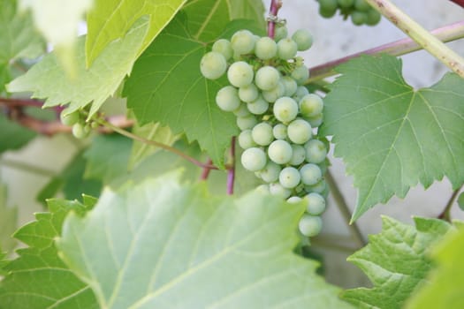 unripe grapes in grape bush