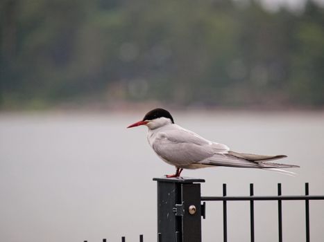 Artic tern sitting alone,, resting between hunting