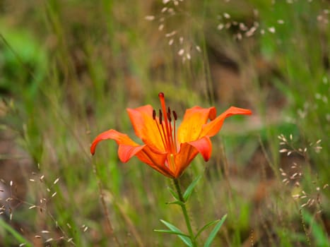 Orange lily flower, growing in the wild