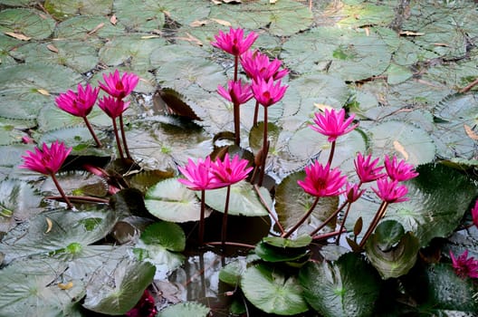 Pink lotus in nature pool