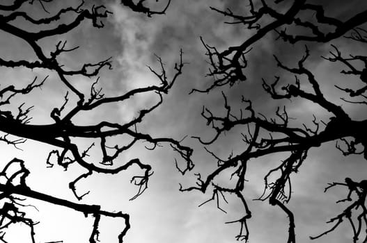 Scary branches silhouettes on cloudy background, dark composition