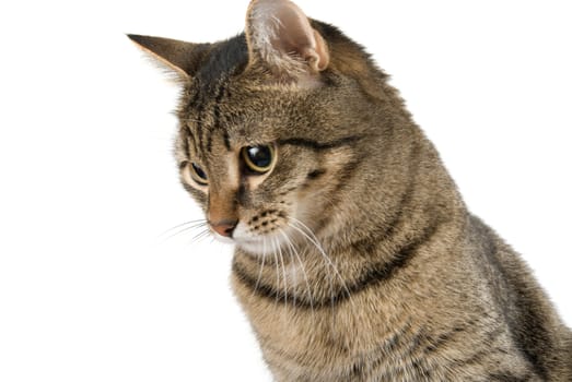 Striped cat close up isolated on white background