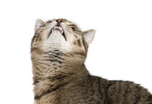 Striped cat lokking up isolated on white background