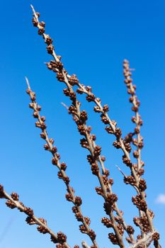 The branches with the kidneys of male sea-buckthorn in the spring