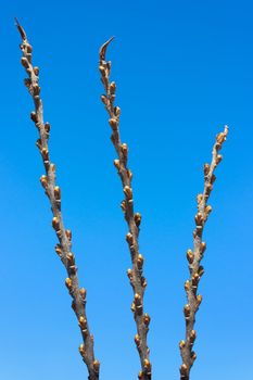 Branch of the women's kidneys sea-buckthorn