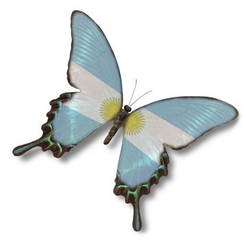 Argentina flag on butterfly isolated on white