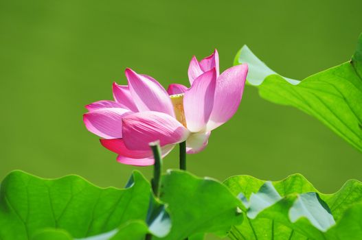 Pink lotus flower blooming in pond in the summer