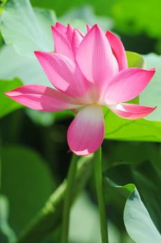 Pink lotus flower blooming in pond in the summer