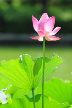 Pink lotus flower blooming in pond in the summer