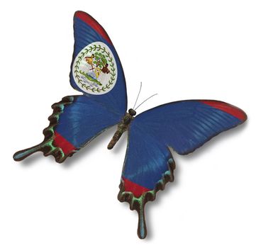 Belize flag on butterfly isolated on white