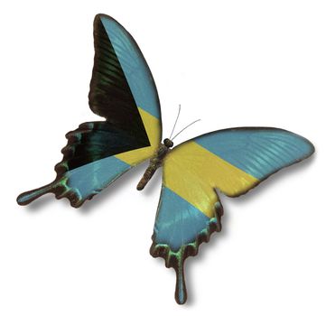 Bahamas flag on butterfly isolated on white
