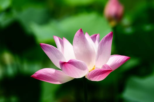 Pink lotus flower blooming in pond in the summer