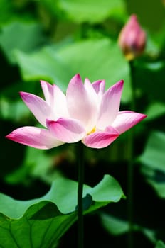 Pink lotus flower blooming in pond in the summer