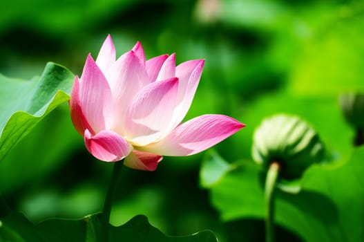 Pink lotus flower blooming in pond in the summer